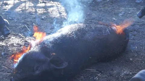 Grease a dead pig. Video stock 138385836