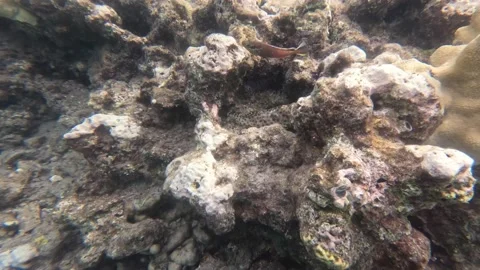 Greasy Grouper Fish tries to Hide in the Coral - Video Stock Footage 234088633