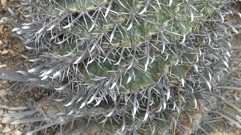 Greasy plant fat Stock Footage 104510068