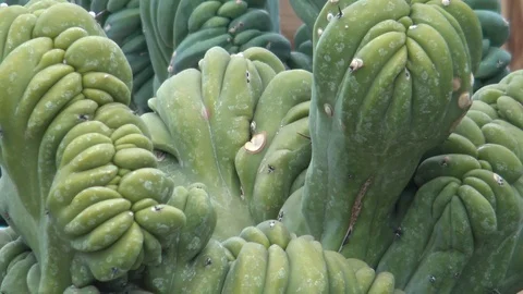 Greasy plant fat Stock Footage 104510448