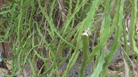 Greasy plant fat Stock Footage 104510941