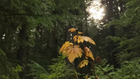 The great Alaska rainforest 스톡 동영상 237494178