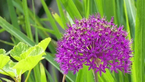 Great allium Stockbeeldmateriaal 76015772