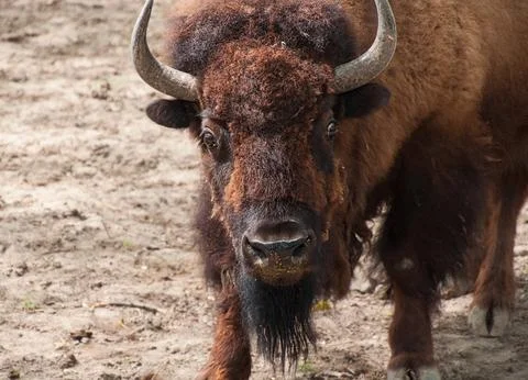Great American Bison looking forward himself Stock Photos