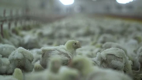 Great amount of chicken chick in poultry barn together Stock Footage 128800877