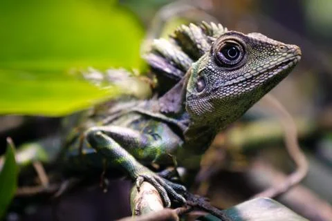 Great angle head lizard Gonocephalus grandis reptile macro image Stock Photos