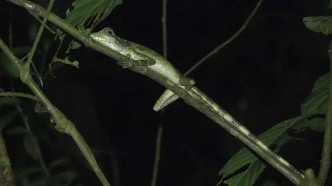 Great Anglehead Lizard, Malaysia Stock Footage 132540283