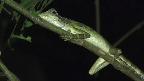 Great Anglehead Lizard, Malaysia Stock Footage 132540313