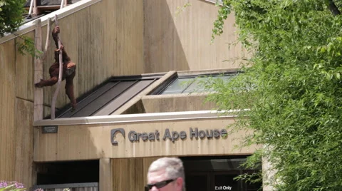 Great ape house at a zoo Stock Footage 66686830