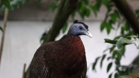 The Great Argus (Argusianus argus) Stock Footage 266686384