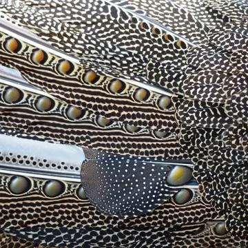 Great argus feathers Stock Photos