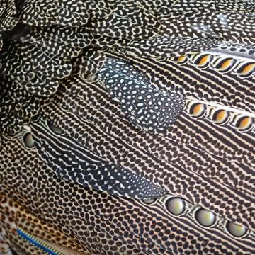 Great argus feathers Stock Photos