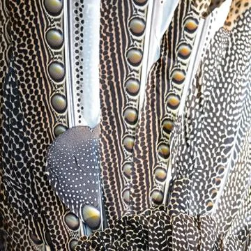 Great argus feathers Stock Photos