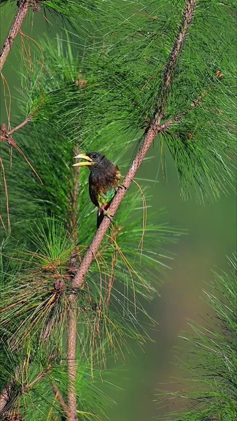 Great barbet singing on a pine tree branch, psilopogon virens bird Stock Footage 330914611