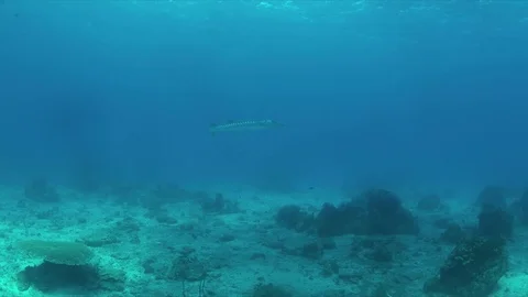 Great Barracuda 4k Stock Footage 79672591