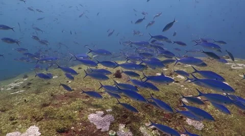 Great Barracuda approaches Stock Footage 48276319