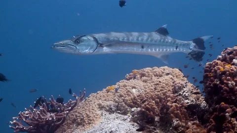Great Barracuda being cleaned Stock Footage 95066724