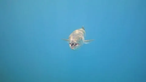 Great barracuda in the blue sea close up, slow motion 240 fps Stock Footage 167613870