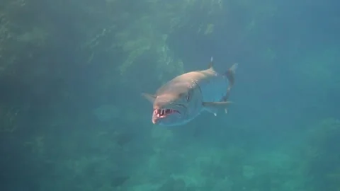 Great barracuda in the blue sea close up Stock Footage 167650048