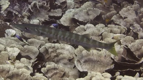 Great barracuda cleaned by Bicolor cleanerfish at cleaning station on Raja Ampat Stock Footage 80454256