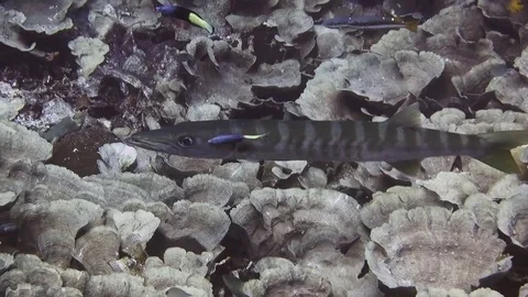 Great barracuda cleaned by Bicolor cleanerfish at cleaning station on Raja Ampat Video stock 80454385