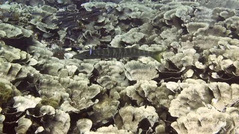 Great barracuda cleaned by Bicolor cleanerfish at cleaning station on Raja Ampat Stock Footage 80454578