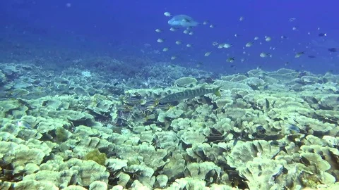 Great barracuda cleaned by Bicolor cleanerfish at cleaning station on Raja Ampat Stock Footage 80455224