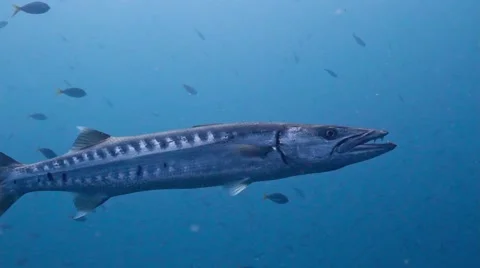 Great barracuda close up Stock Footage 58305968