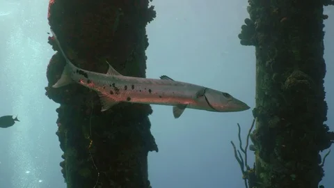 Great barracuda with fish hook swims between pier´s pillars, Bonaire Stock Footage 104099278