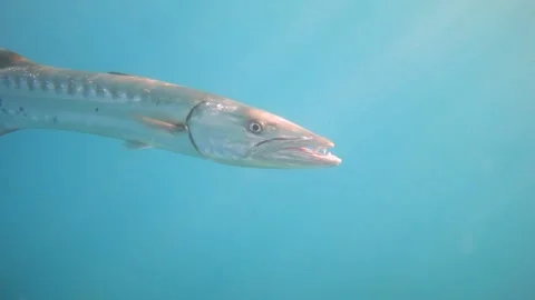 Great barracuda fish opens mouth in the blue sea, slow motion 240 fps Stock Footage 167613620