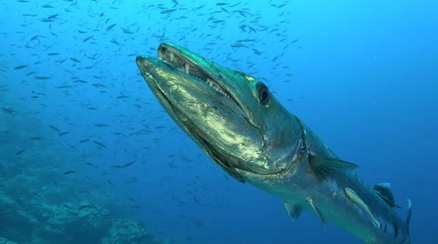 Great barracuda fish very close up shot - Red Sea  Stock Footage 61110672