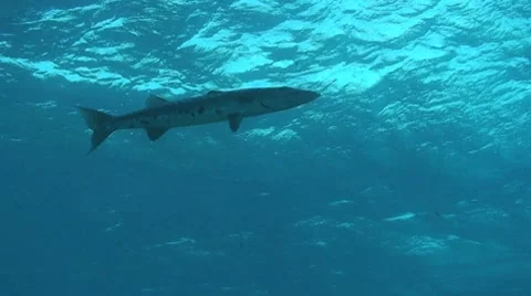 Great Barracuda Stock Footage 8745249