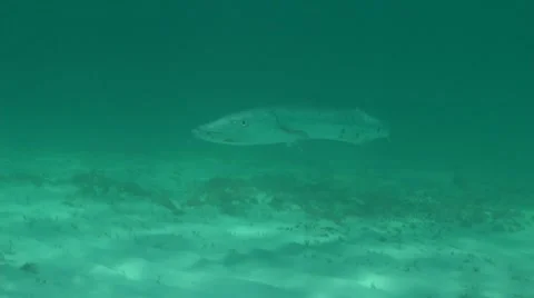Great Barracuda Stock Footage 10713983