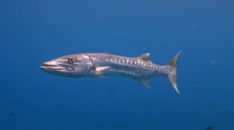 Great barracuda Stock Footage 49678295