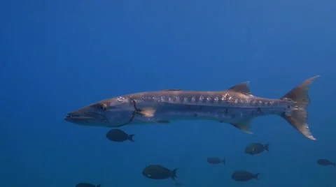 Great barracuda Stock Footage 51486537
