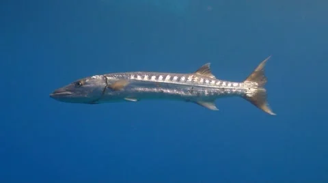 Great barracuda Stock Footage 51591442