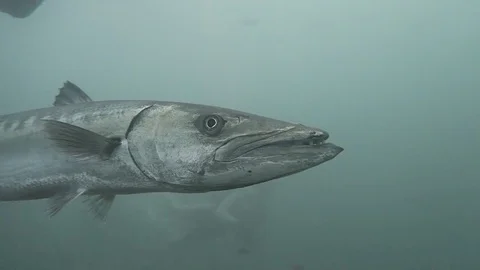 Great Barracuda Stock Footage 80852981