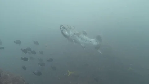 Great Barracuda Stock Footage 80853020