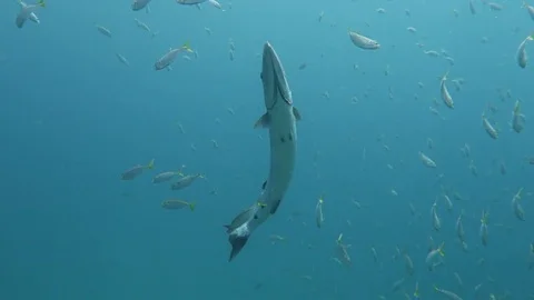 Great Barracuda Stock Footage 80854495