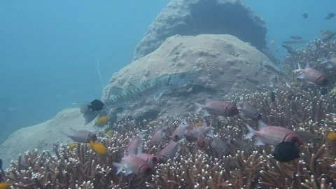 Great Barracuda Stock Footage 80900588