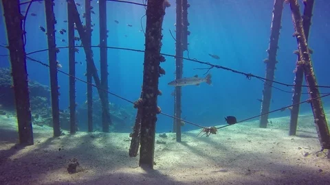 Great barracuda Stock Footage 122734841