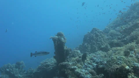 Great Barracuda near the reef Stock Footage 22737589