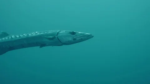 The great barracuda or giant barracuda Stock Footage 74699562