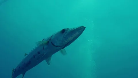 The great barracuda or giant barracuda Stock Footage 74700392