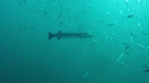 The great barracuda or giant barracuda Stock Footage 74706888