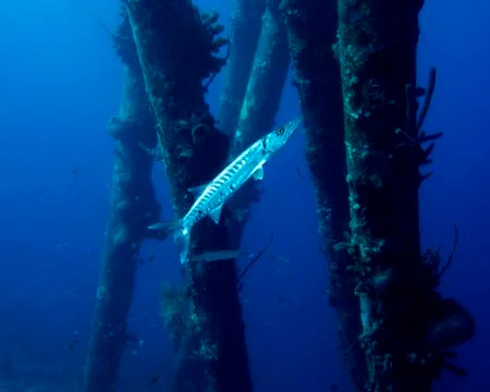 Great Barracuda Stock Photos