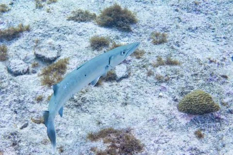 Great barracuda  Stock Photos