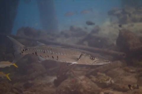 Great Barracuda Stock Photos
