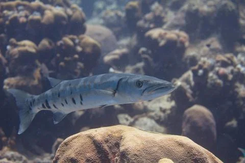 Great Barracuda Stock Photos
