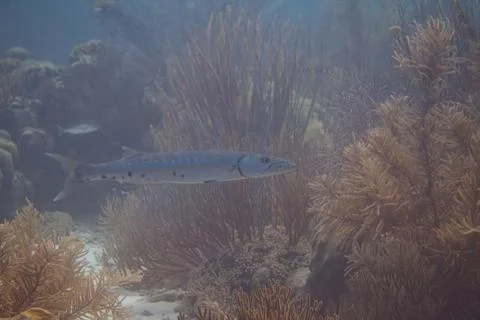 Great Barracuda Stock Photos